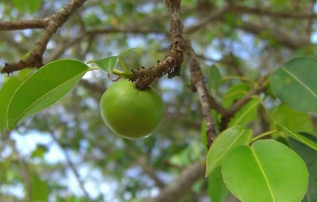 Photograph of a poisonous manchineel apple