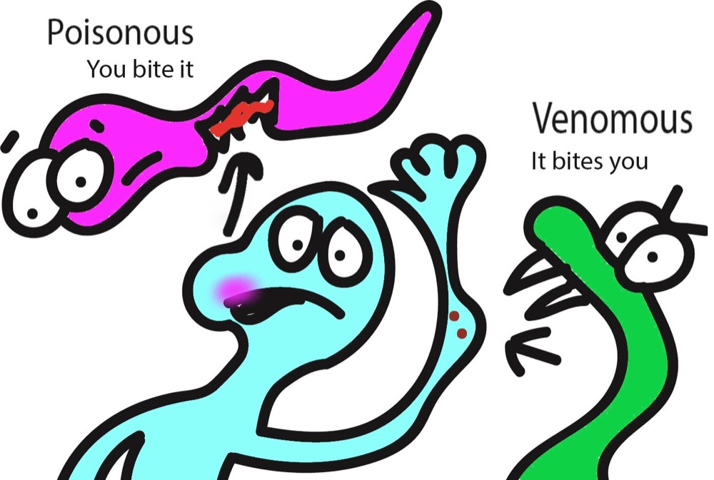 Graphic explaining the difference between poisonous and venomous