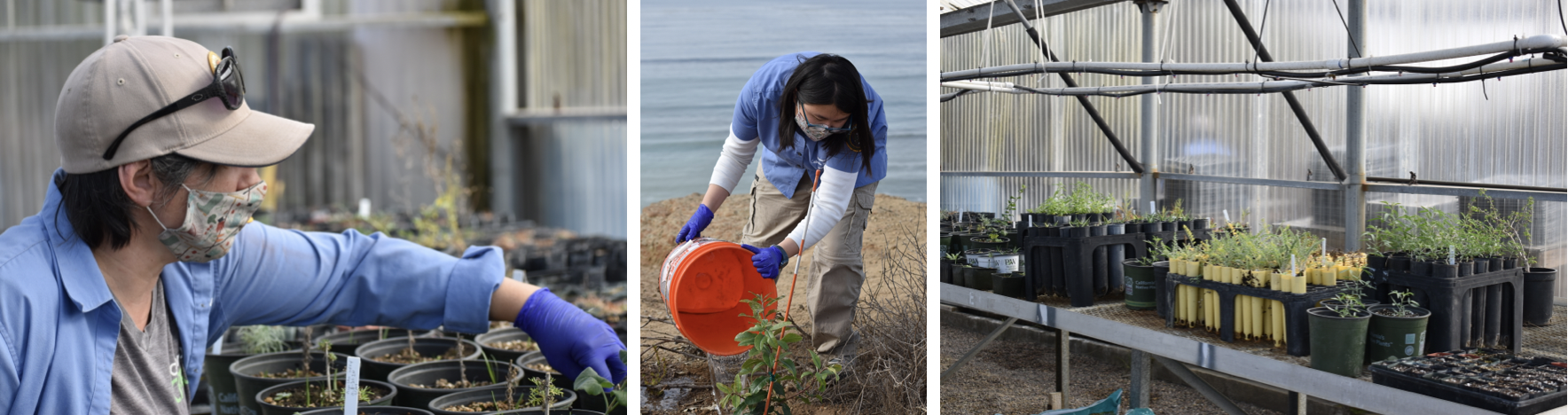 A volunteer in baseball cap, mask and blue shirt, a volunteer watering plants and plants in pots in a greenhouse