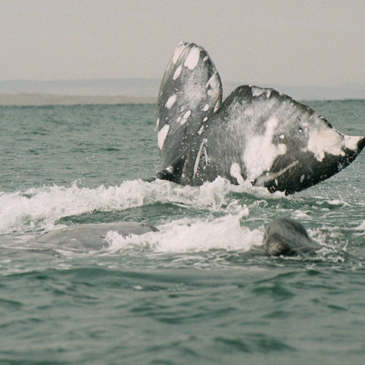 Whale Flukes 2