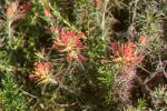 Indian Paintbrush