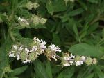 Black Sage
