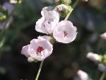 Bush Mallow