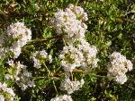 California Buckwheat