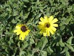 California Encelia