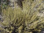 California Sagebrush