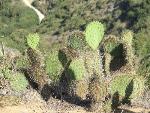 Coastal Prickly Pear
