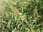 Laurel Sumac