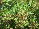 Toyon