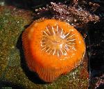 Brooding Anemone