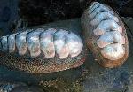 Conspicuous Chiton