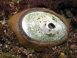 Giant Keyhole Limpet