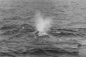 Gray whale spout