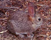 Cottontail