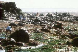 Enjoying tidepools
