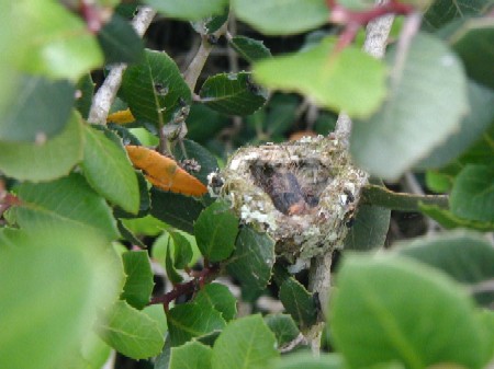 Hummingbird nest