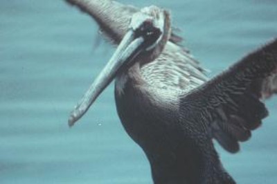 Pelican