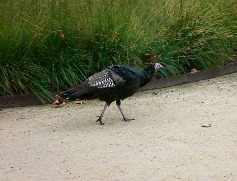 Zelda the Turkey
