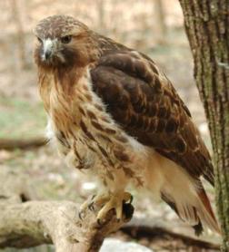 Red-tailed Hawk