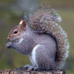 grey squirrel