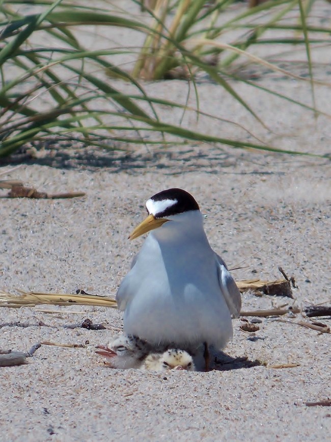 A white bird with black on its head and a yellow bill stands over two tan chicks nestled down into the sand.
