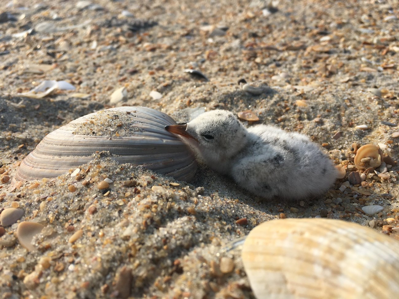 A grey chick with black spots lays on its belly next to a seashell as big as it on the sand.