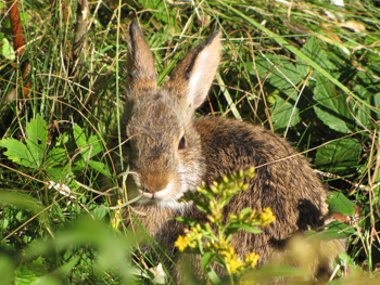 A small rabbit sits in a low grassy field.