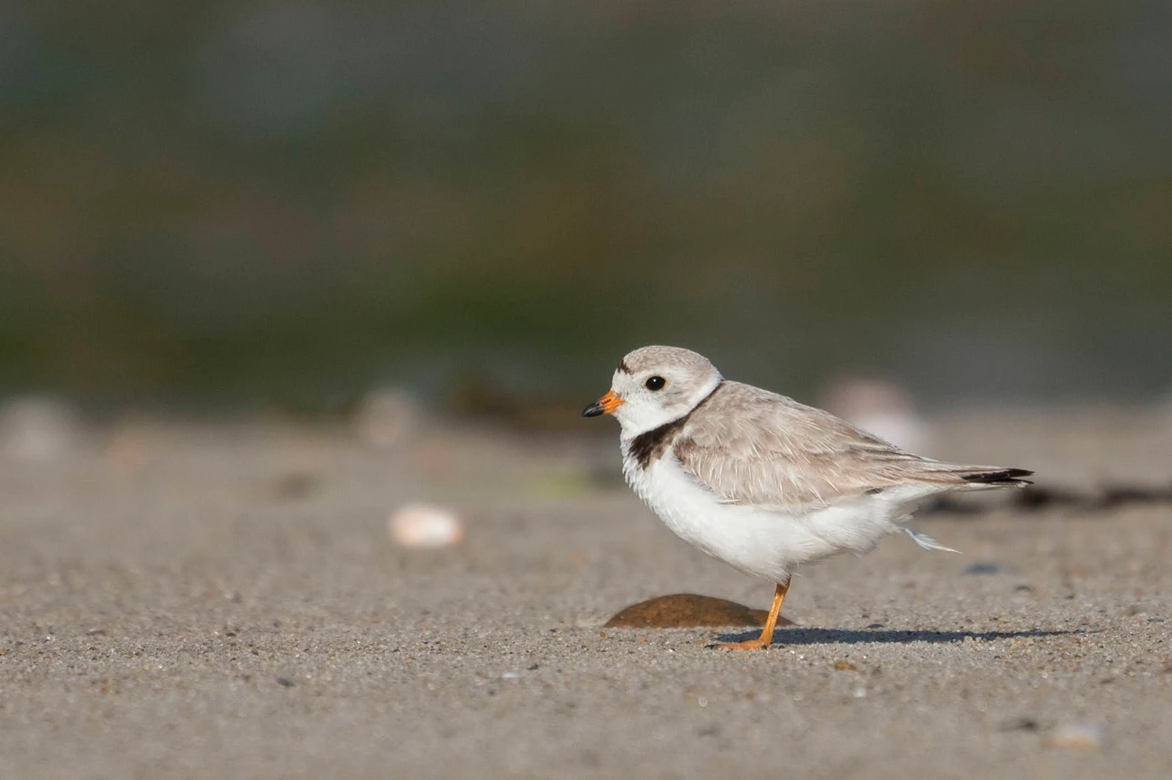Piping Plover A white and tan bird with a black line around its neck and across its forehead stands on a sandy beach.