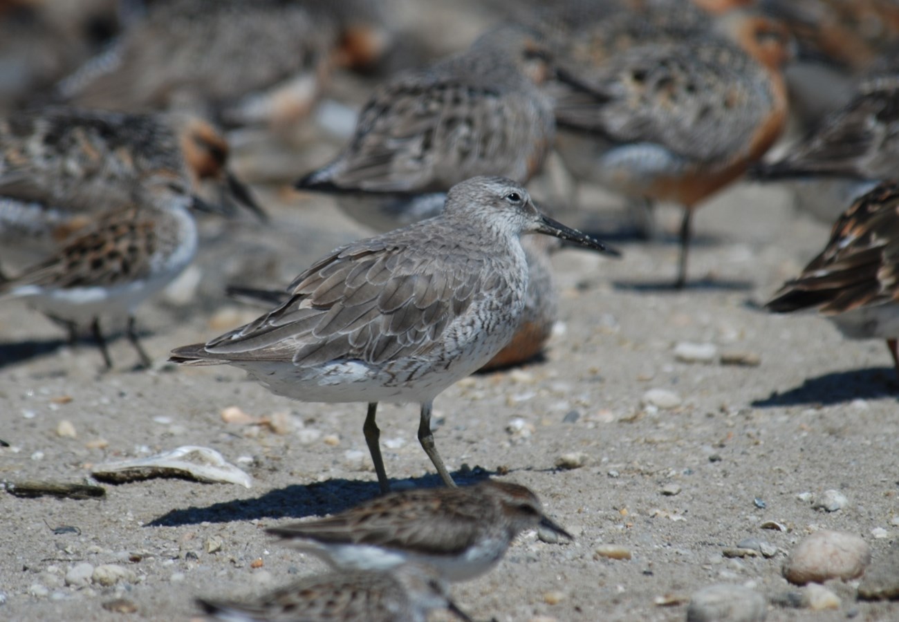 A grey and white bird with a black bill stands on a sandy beach surrounded by other birds.