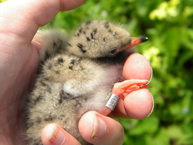 A tan chick with black spots and a silver band around its leg is held in a person's hand.