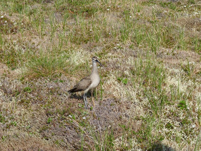 A brown and white speckled bird stands in an open field with green grass.