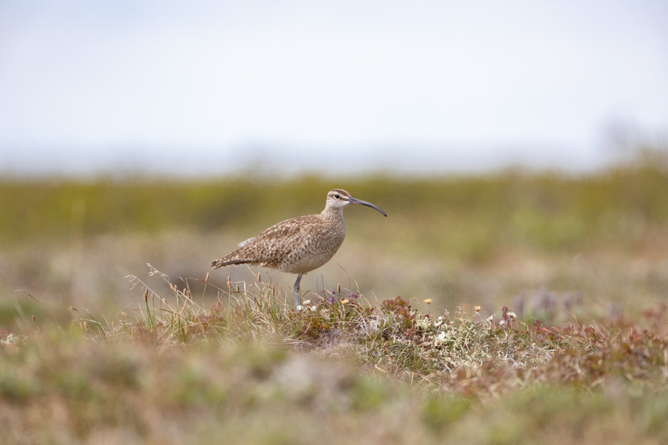 A brown and white speckled bird with a long black bill stands in an open field of grass and flowers.