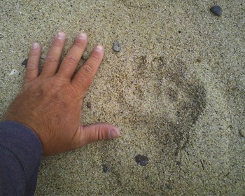 bear track with hand
