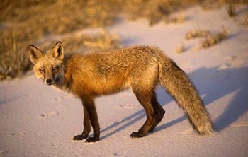 red fox on beach