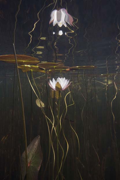 Water Lily Study No 20