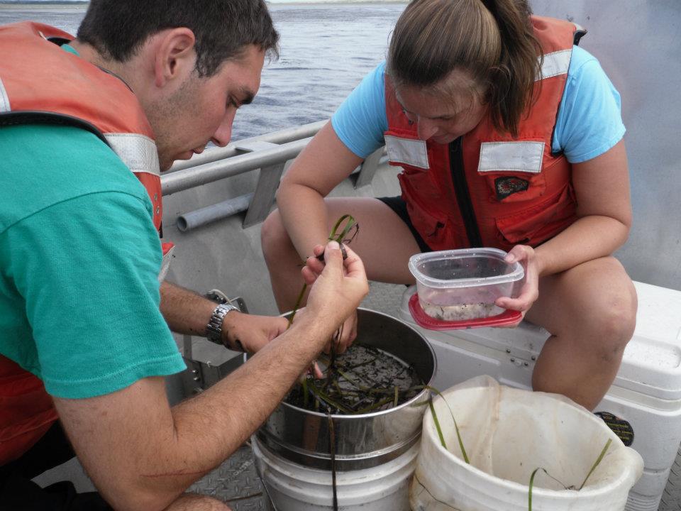seagrass_monitoring_in_action