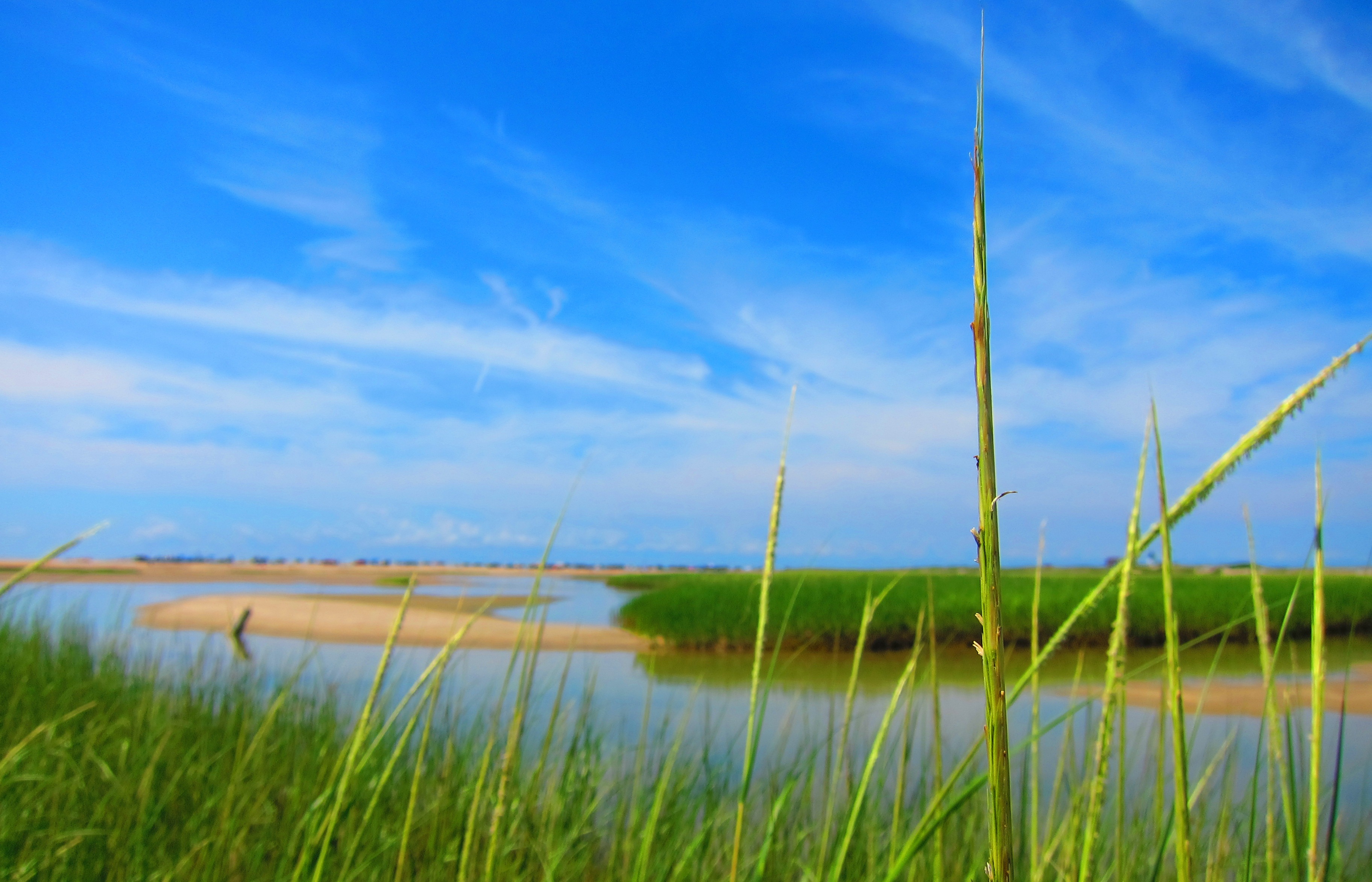 Spartina alterniflora