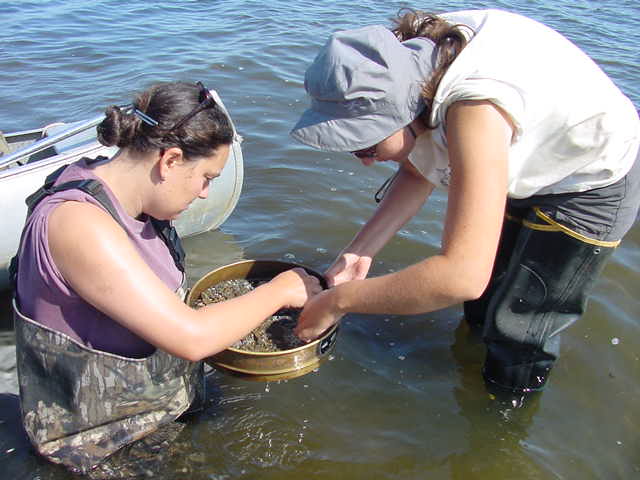 A visiting scientist is assisted by a Park scientist to examine benthic invertebrates in a partially restored tidal lagoon. 
