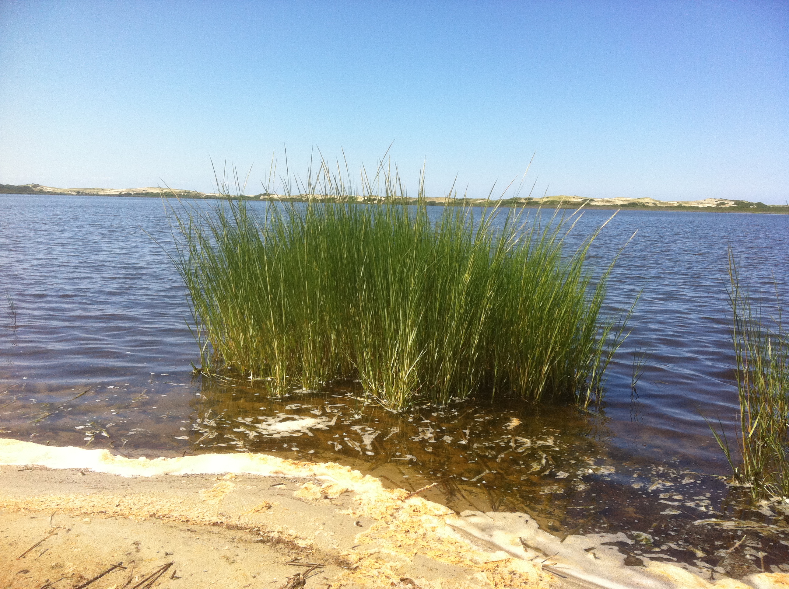Spartina alterniflora - East Harbor Aug 12 2011 