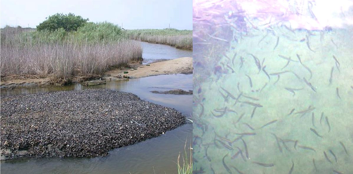 blue mussels and silversides