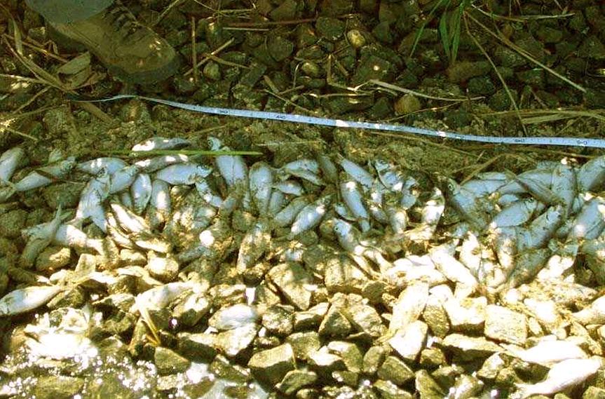 Fish kill (white perch) in the summer of 2001