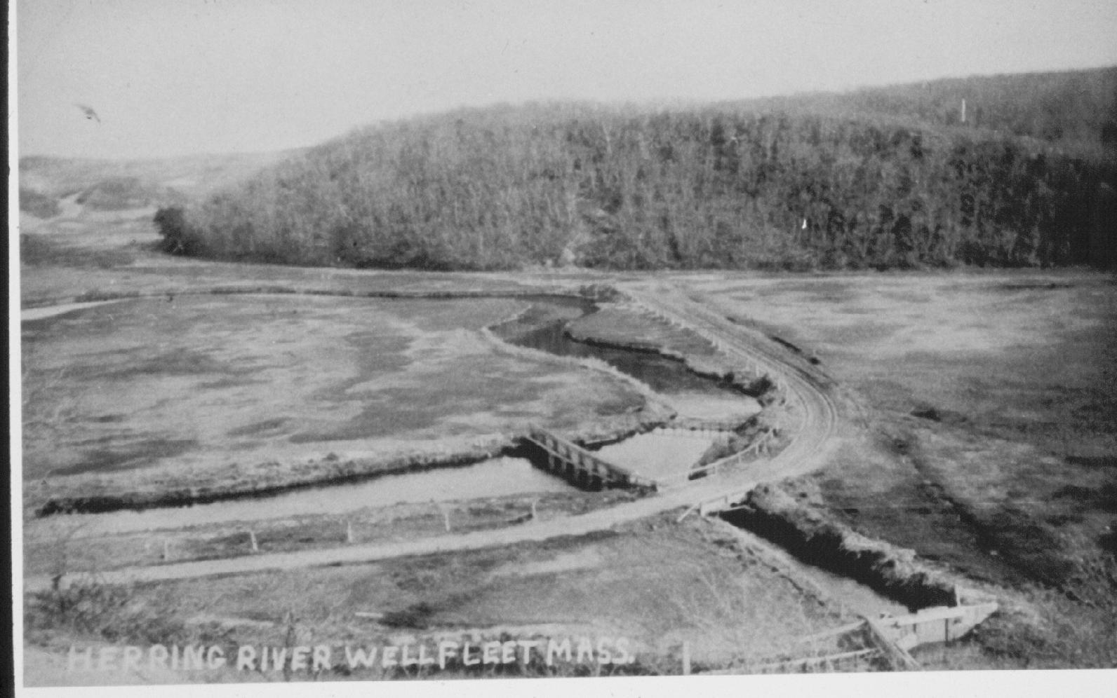 Herring River 1903