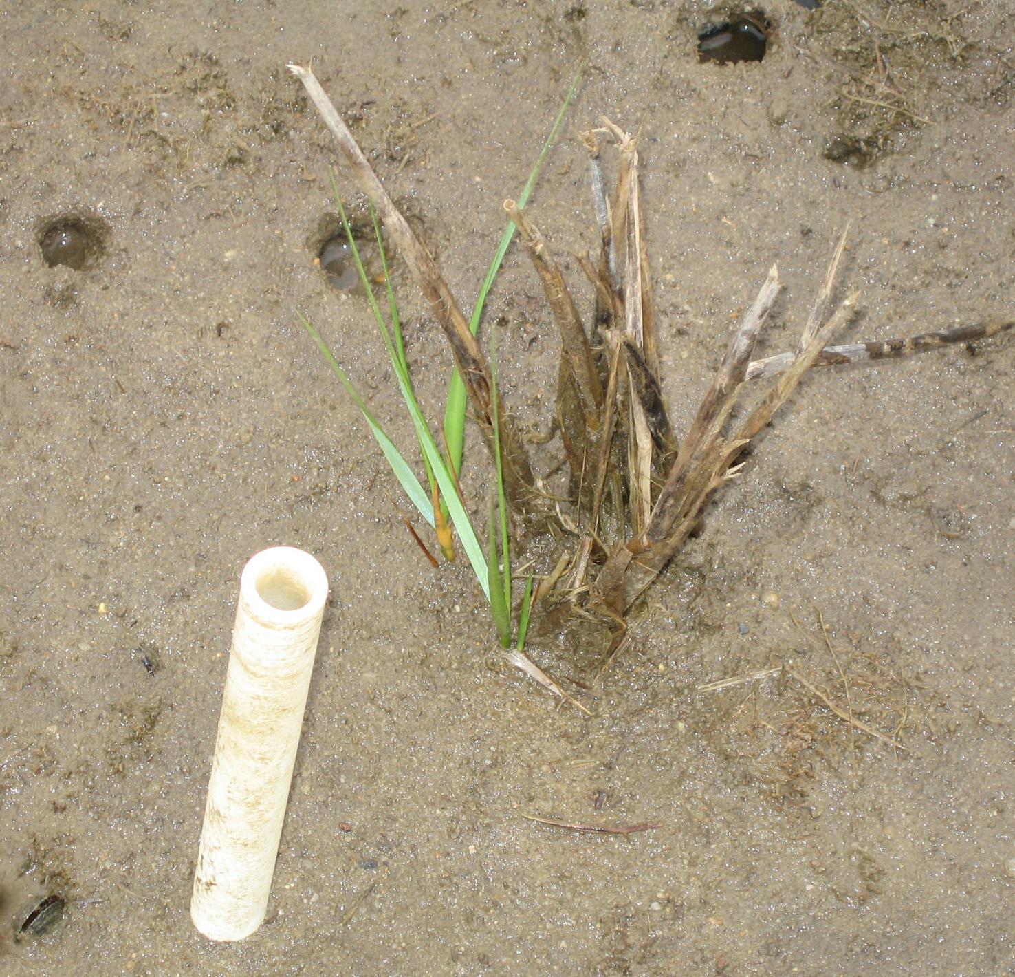 plant regrowth
