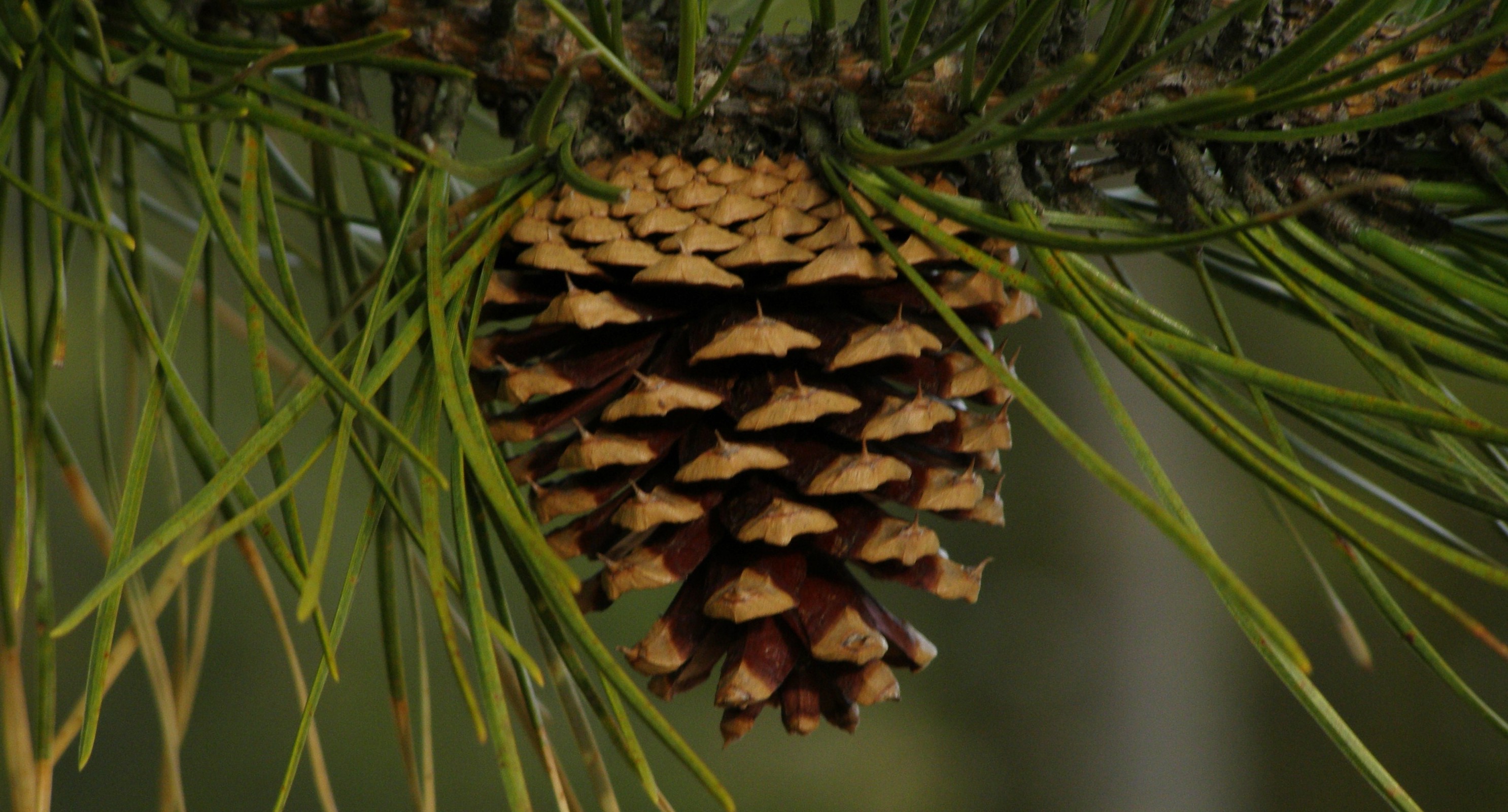 Pinus rigida
