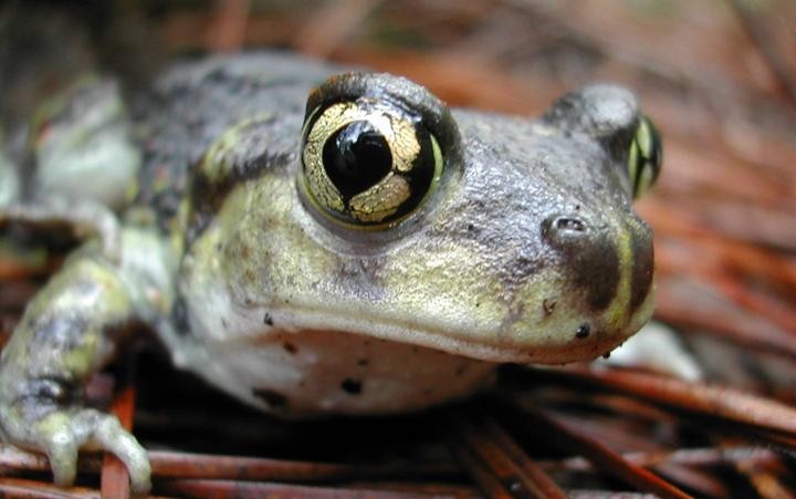 A spadefoot toad
