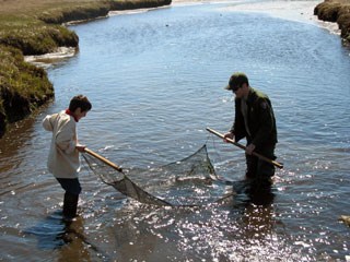 A ranger and a child use a net in water in a marshy area.