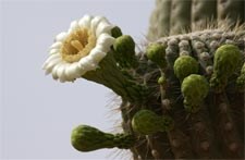 A newly opened Saguaro blossom.
