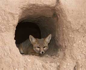 A Kit fox resting in a wall of the Casa Grande.