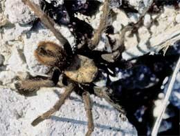 A common tarantula