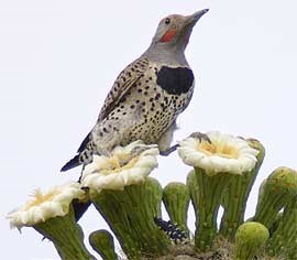 A Gilded Flicker perched on Saguaro cactus blossoms.